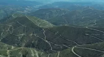 İzmir'de Yanmış Orman Alanı 6 Milyon Fidanla Yeniden Hayata Döndü