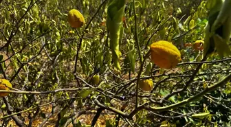 Erdemli'de Kuraklık Nedeniyle 1000 Dönüm Limon Bahçesi Kurudu