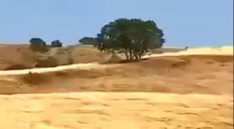 Çobanın Kurt Saldırısını Önleme Anı Kamerada