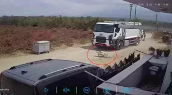 Sakarya'da Oyun Oynayan İki Köpek Çöp Kamyonunun Altında Kalarak Telef Oldu