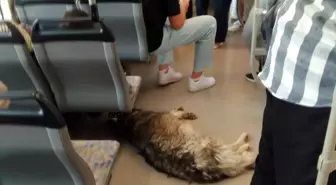 Sıcak Havada Tramvaya Sığınan Sevimli Köpek Gülümsetti
