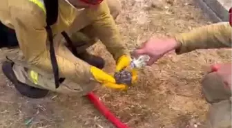 Çanakkale'de Orman İşçileri Yangından Etkilenen Kirpiye Su İçirdi