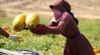Kırıkkale'nin Meşhur Kavununun Hasadı Sıcak Havalara Rağmen Başladı