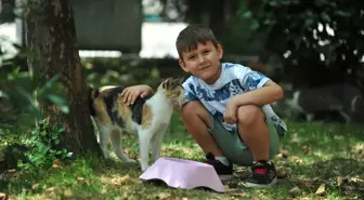 Çocuk İçin Anlamlı Doğum Günü Hediyesi: Sokak Hayvanları