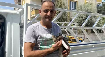 Ağaca Mahsur Kalan Yavru Kedi Kurtarıldı