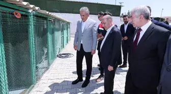 Bakan Yardımcısı Aktaş, Mardin'de Hayvan Bakımevi'ni Ziyaret Etti