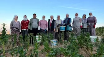 Denizli'de Kekik ve Tütün Üreticileri Bereketli Sezon Yaşıyor