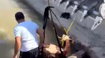 Iğdır'da Su Kanalına Düşen İnek Kurtarıldı