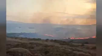Paşalimanı Adası'nda Yangın: 20 Dönüm Alan Zarar Gördü