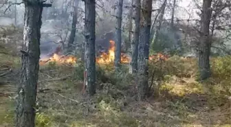Sinop'ta Orman Yangını: Köklen Köyü Tahliye Edildi