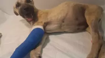 Yaralı Yavru Köpek 'Mucize' İyileşmek İçin Samsun'a Gönderildi
