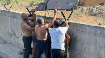 Iğdır'da Sulama Kanalına Düşen Dana Kepçeyle Kurtarıldı