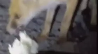 Amasya'da Çiftçi, Aç Kalan Tilkiyi Eliyle Besledi