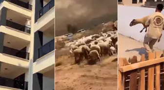 İnsanlığımızdan utandık! Yangından kaçan çoban ve koyunları siteye alınmadı
