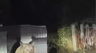 Uludağ'da Anne Ayı ve Yavruları Çöp Konteynerinden Yiyecek Aradı