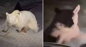 Ayılara yakından bakmak isterken saldırıya uğradı