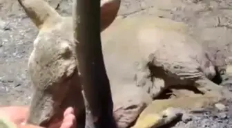 Çanakkale'de Yangın Kontrol Altına Alındı, Yaralı Ceylana Yardım Edildi
