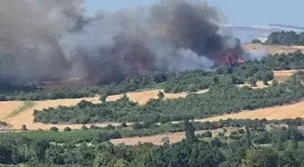 Çanakkale'de Tarım Arazisindeki Yangın Ormana Sıçradı