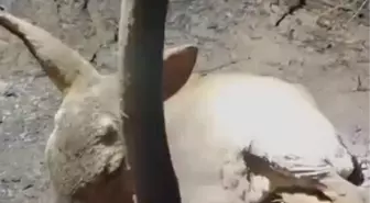 Çanakkale'de Yangın Sonrası Yavru Ceylana Yardım
