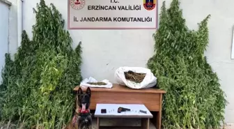 Erzincan'da Uyuşturucu Operasyonu: 204 Kök Kenevir ve Silah Ele Geçirildi