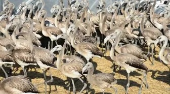 İzmir Kuş Cenneti'nde Flamingo Halkalama Çalışması