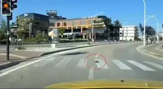 Bursa'da Kaplumbağanın Kurallara Uyması Sosyal Medyada Gündem Oldu