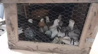 Kesinleşmiş hapis cezası bulunan hükümlü, kümeste yakalandı