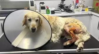 Zonguldak'ta 13 Yaşındaki Şila İsimli Köpeğin Ameliyatıyla 760 Gram Kitle Alındı