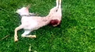 Kızıltepe'de Sokak Köpekleri İki Keçiyi Telef Etti İddiası