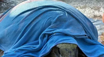 Fethiye'de Yaralı Caretta Caretta Kurtarıldı