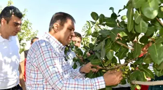 Şanlıurfa'da Boz Fıstık Hasadı Başladı
