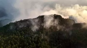 Sinop'ta Orman Yangını Kontrol Altına Alındı