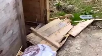 Ayılar Huser ve Ayder Yaylası'ndaki Bungalovları Talan Etti