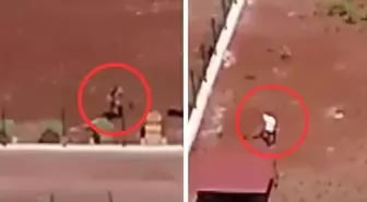 Kars'taki köpeklere şiddet görüntülerine jet soruşturma