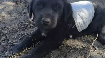 Sokak Köpeklerinin Saldırısına Uğrayan Yavru Köpek Kurtarıldı