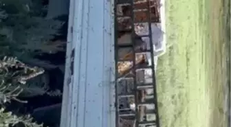 Arı Kovanı Taşıyan Kamyonet Devrildi, Etrafa Binlerce Arı Saçıldı