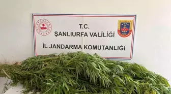 Şanlıurfa'da Uyuşturucu Operasyonu: 2 Zanlı Gözaltında