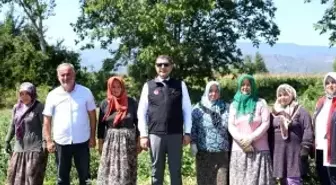 Düzce Valisi Aslan, Tarım Uygulama Tarlasını Ziyaret Etti
