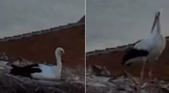 Yaren Leylek depremi önceden hissetti mi? Sıra dışı hareketleri kamerada