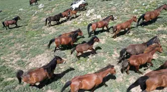 Yılkı Atlarının Dron ile Havadan Görüntüleri Büyüledi