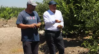 Adana'da Limon Hasadında Rekor Kaybı: Yanıklar Ürünleri Etkiliyor
