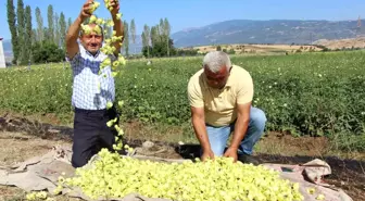 Amasya'nın Tescilli Bamya Üreticilerinden Afrika'ya Tepki