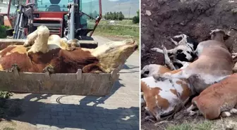 Ardahan'ın sessiz çığlığı! Ölen hayvan sayısı korkunç boyutlara ulaştı