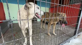 Köpeklerden Kaçan Çocuk Arabanın Altında Kalmaktan Kıl Payı Kurtuldu