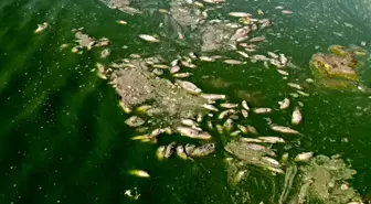Gaziantep'te Sulama Barajında Su Seviyesi D düştü, Balık Ölümleri Yaşandı