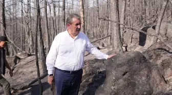 Destici: Orman yangınlarını bile isteye çıkaranlar en ağır cezaya çarptırılsın