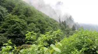 Trabzon'da Eşini Öldüren Şahıs Ormanlık Alanda Kaçıyor