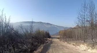 Yayladağı'nda Orman Yangını Kontrol Altına Alındı