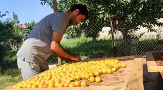 Iğdır'da Sıcaklarda Meyve Kurutma Geleneği