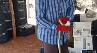 Çiftçinin Yılanla Dostluğu: Yılanı Yakalayıp Su İçirdi